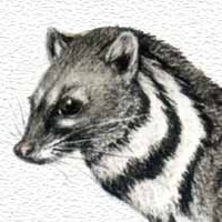 civet_logo